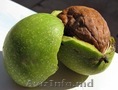 закупаем орех в зеленой кожуре неочищеный 5 лея Cumpăr nuci in coaja  la preț re