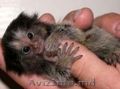  Главная Поднятый Marmoset Обезьяна