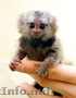 Женский Marmoset обезьяна в продаже3