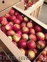 Продам оптом яблоки 6+ белорусские от ПРОИЗВОДИТЕЛЯ