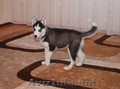 Продаются щенки сибирской хаски! siberian husky. 