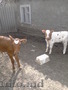 корова и два теленка