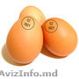 Яйца инкубационные Венгрия Польша Чехия  бройлер и др породы