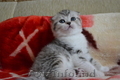 Котята шотландские Scottish straight и Scottish fold