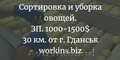 Работа на производственной линии. Сортировка и уборка овощей