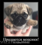 Продаются щенки королевского мопса!