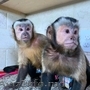 Capuchin monkeys