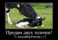 Продам двух телочек! 