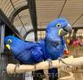 Male and Female Macaw Parrots