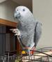 African grey parrots