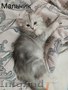 Cибирские котята