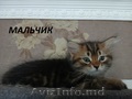 Cибирские котята